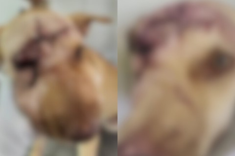 Polícia investiga maus-tratos contra cadela após tutora encontrar animal com cortes na cabeça