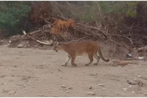 Onça-parda é flagrada perto de casas em Frecheirinha, no Ceará