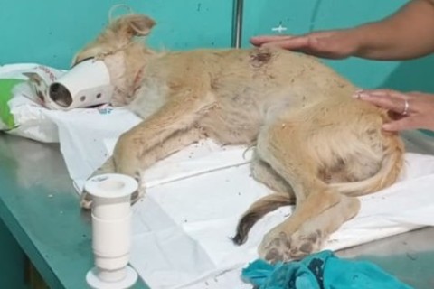 Homem é preso suspeito de esfaquear cachorro na zona rural de São Benedito, interior do Ceará