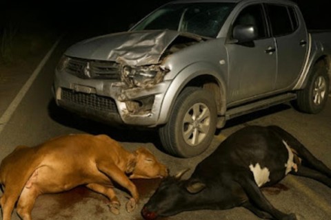 Acidente de trânsito envolvendo carro e duas vacas é registrado na estrada entre Acopiara-CE e Iguatu-CE