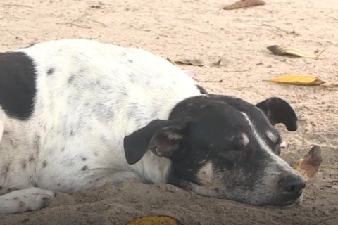 Ceará poderá criar centro de acolhimento temporário para animais abandonados