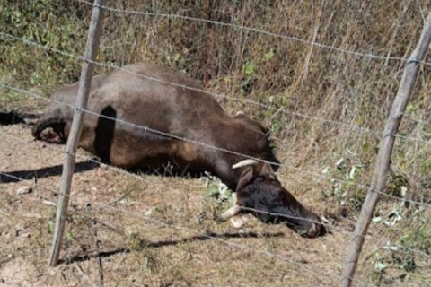 Vaca é morta com requintes de crueldade na zona rural de Acopiara-CE