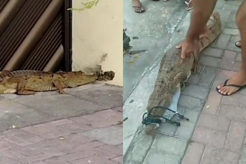 Jacaré é resgatado na calçada de moradora no Interior do Ceará