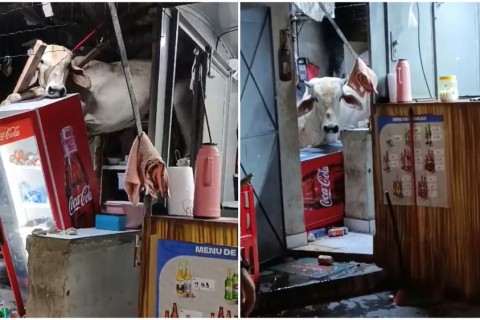Vaca cai em telhado da cozinha de um bar e causa prejuízos no interior do Ceará
