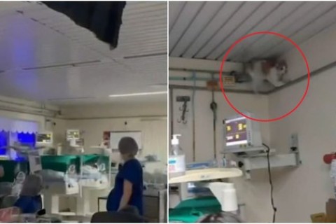 Parte de forro cai em sala de hospital em Fortaleza-CE; gato é 'suspeito'
