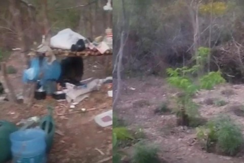 Homem morre em confronto com policial após ele descobrir roça de maconha, em Missão Velha no Ceará