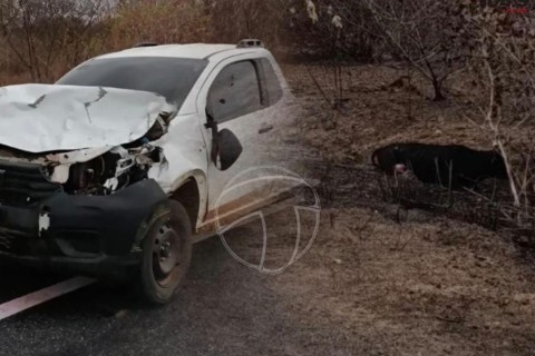 Veículo colide com vaca na CE que liga tamboril ao distrito de sucesso