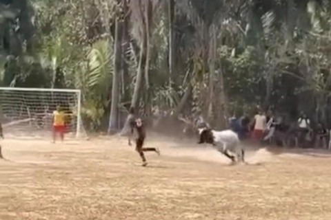Vaca invade campo durante partida de futebol e causa correria