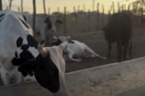 Polícia civil recupera animais furtados de fazenda na zona rural de Quixeramobim-CE