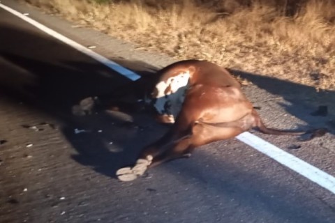 Acidente fatal na CE-176, vítima colidiu com um animal na pista no Ceará