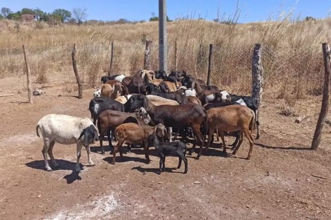 20 animais morrem no Ceará após tomar vacina de lotes suspensos pelo Ministério da Agricultura