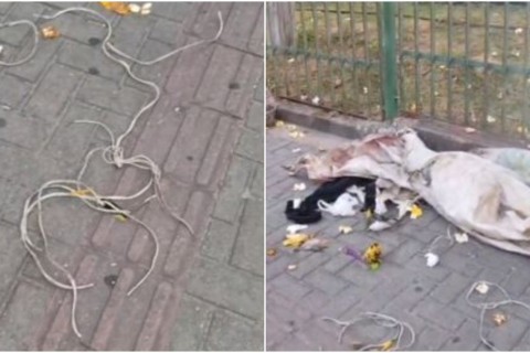 Corpo de homem é encontrado abandonado na calçada da Catedral de Fortaleza-CE