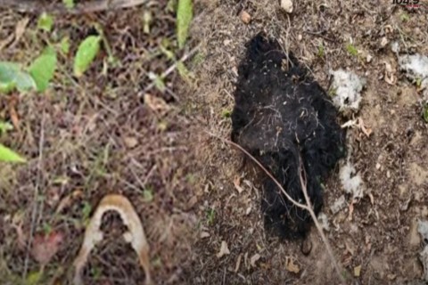 Corpo de adolescente morta pelo CV é encontrado devorado por Urubus