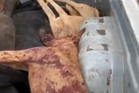 Fazendeiro mata dois cachorros após ataque a ovelhas