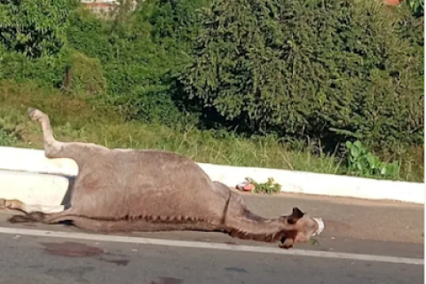 Colisão entre moto e animal em Acopiara-CE deixa jovem em estado grave