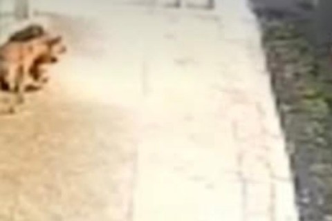 Idoso é preso após envenenar quatro cães de rua e tentar subornar policiais com R$ 5 mil