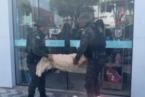 Tutora é presa após cão de estimação morrer por maus-tratos no Ceará