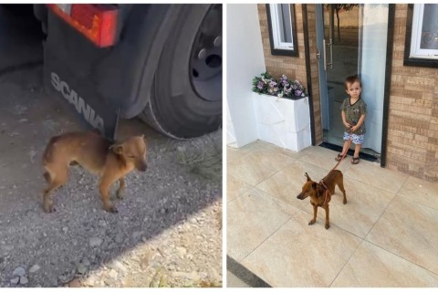 Caminhoneiro encontra cão abandonado em estrada, adota o animal