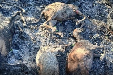 Incêndio de grande proporção causa danos e morte de animais em Crateús-CE