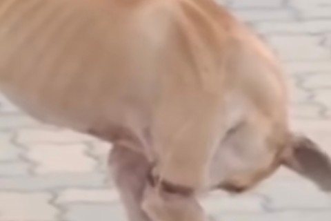 Cachorro é resgatado após sofrer maus-tratos na cidade do Eusébio no Ceará