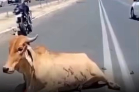 Motociclista morre ao colidir com vaca e moradores saqueiam carne do animal