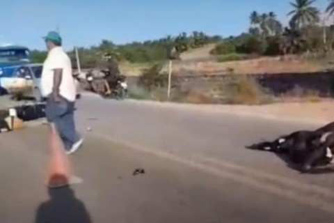Motociclista morre após colisão com animal na CE-168 na cidade de Itapipoca no Ceará