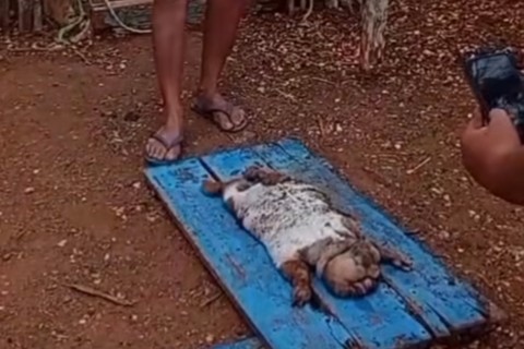 Filhote de Cabra com má formação congênita no sítio da Ema na zona rural de Caraúbas