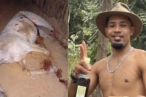 Cavalo morre após ter as quatro patas cortadas pelo próprio dono